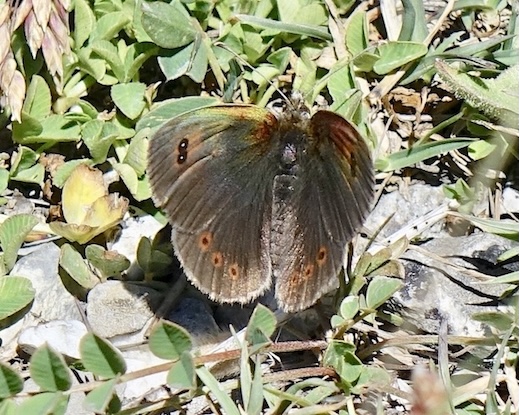 common brassy ringlet